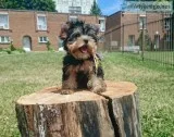 Beautiful miniature Yorkie puppies available for adoption.