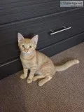 Free kittens