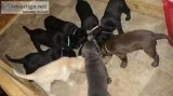 AKC Labrador puppies