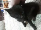 3 black cats to loving home