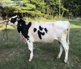 Holstein Heifer