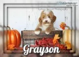 Grayson Female Mini Goldendoodle