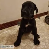 AKC Great Dane puppies
