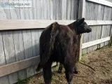 4-H project
