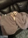 Pet walker and sitter