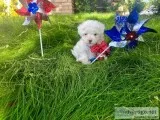 Designer Tiny Teacup Maltipoo Female