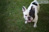 Pure French Bulldog