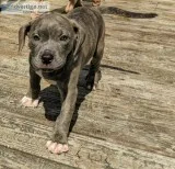 9 Week Old Pit Bull Puppies