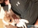 American Eskimo and Yorkie mix
