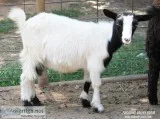 Mini Nubians and Silky Fainters