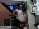 Himalayan Cat