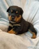 AKC Rottweiler Puppies