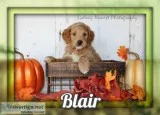Blair Male Mini Goldendoodle