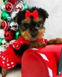 Enchanting Ckc Teacup Yorkie Puppies