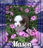 Mason Male Mini Australian Shepherd