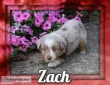 Zach Male Mini Australian Shepherd