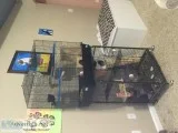2 chinchillas