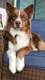purebred Australian Shepherd puppies of excellent and sound line