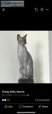 RARE HAIRLESS PETERBAULD CAT