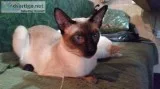 Beautiful Sealpoint Siamese Neuter