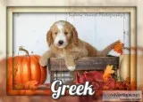 Greek Male Mini Goldendoodle