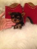 Yorkie Puppy needs a home