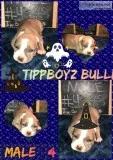American bully Pups 2w3d old