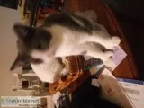 Free kittens