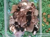 Baby mice ready in 10 days