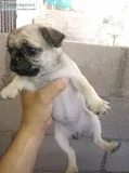 Pug puppies
