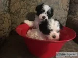 Adorable Maltese Poodle Puppies