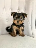 MALE AND FEMALE YORKIE