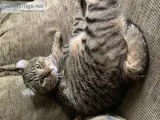 Highlander cats