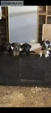 Designer Mastiff pup&rsquos