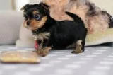 print MALE AND FEMALE YORKIE NEEDS A HOME