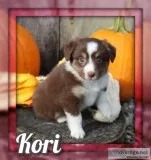 Kori Female Mini Australian Shepherd