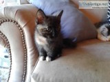 FREE KITTENS