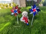 Teacup and Toy Maltipoo Puppies