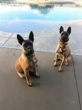 Belgium Malinois Puppies - Registered Male and Female
