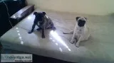 Looking for a male pure bred to breed