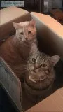 2 Cats free to a good home