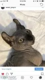 Sphynx Dwelf for sale