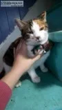 Spayed Friendly Calico Cat