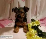 Morkie ( maltese  yorkie)