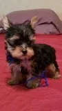 Male and Female Yorkie Puppy