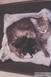 Kittens for Sale