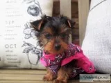 Purebred Yorkie Puppies available
