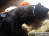 Kittens