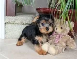 Tea Cup Yorkie Puppies Seeking Good homes.