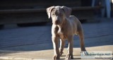 Pitbull pup